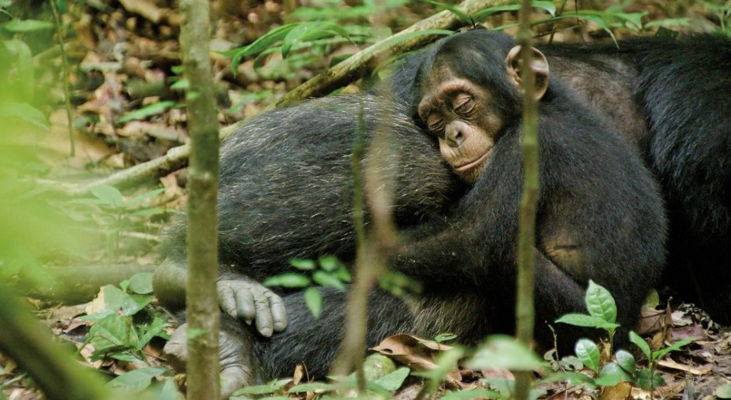 Chimpanzee movie review